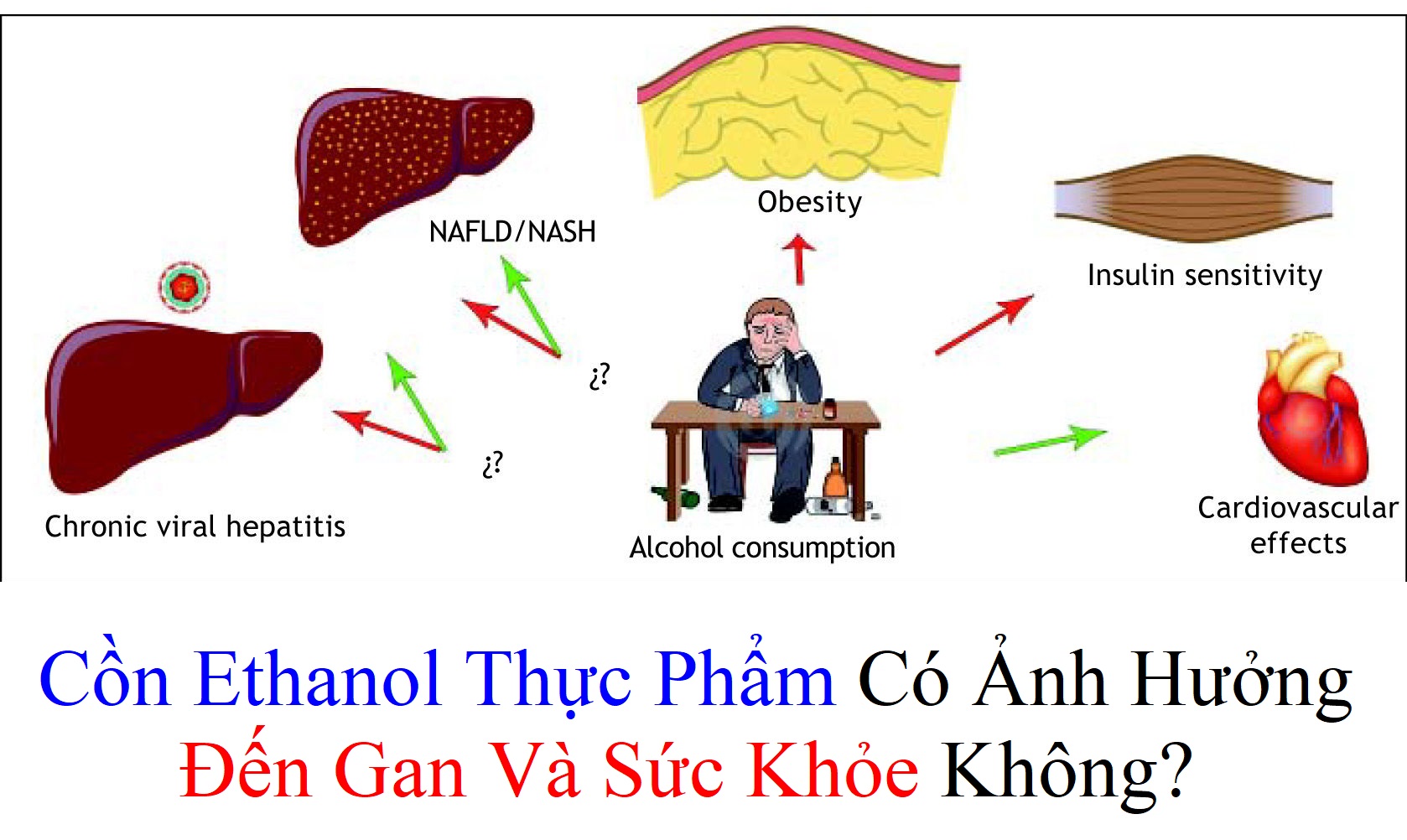 Cồn Ethanol Thực Phẩm Có Ảnh Hưởng Đến Gan Và Sức Khỏe Không?
