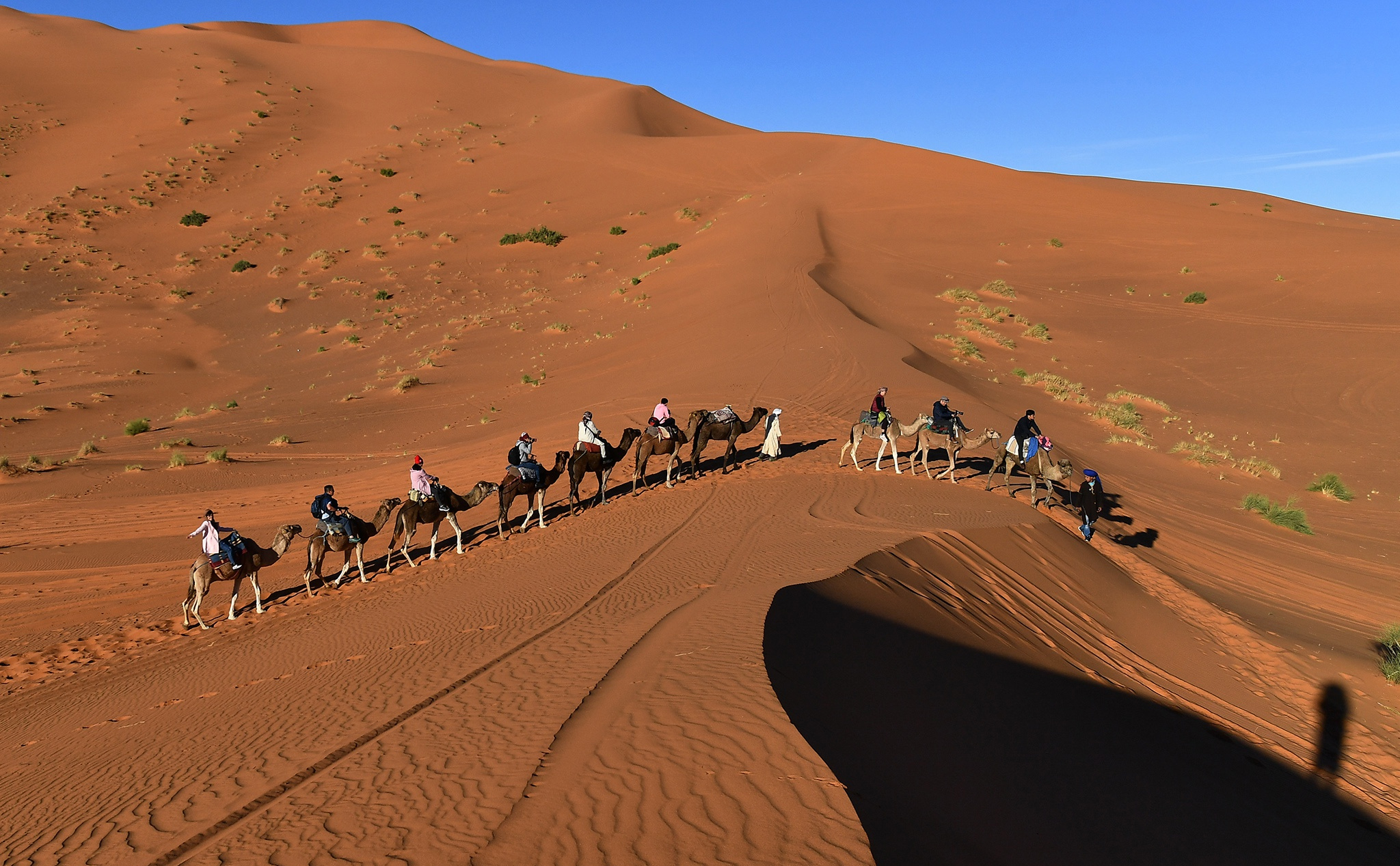 Biến Sa mạc khô cằn thành những vùng đất nông nghiệp - Ả Rập Xê Út đã làm như thế nào?