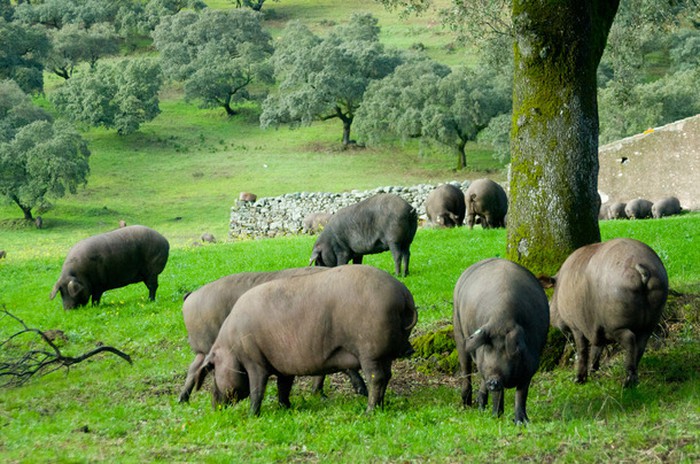 Lợn IBERICO Tây Ban Nha: Cách Nuôi Và Chế Biến Loại Thịt Lợn Đắt Nhất Thế Giới